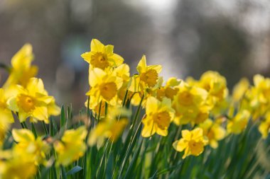Doğaya odaklanÇiçekler, yapraklar ve saplar