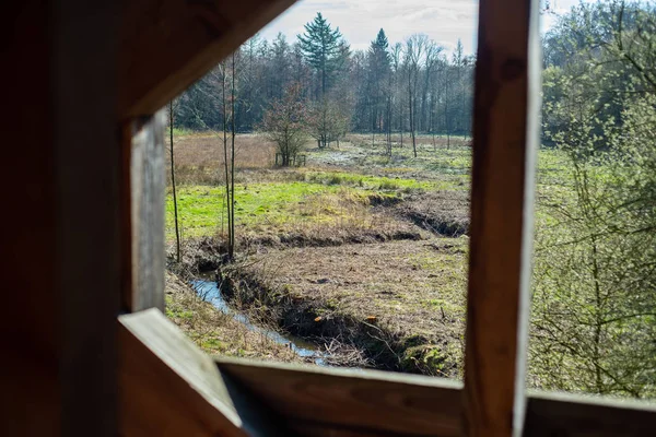 Alta Quota Una Foresta Naturale — Foto Stock