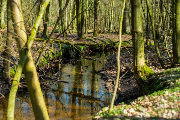 Paradis Naturel Hasbruch Dans Nord Allemagne Près Hude — Photo