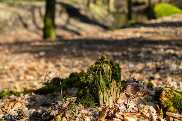 Naturalny Raj Hasbruch Północnych Niemczech Pobliżu Hude — Zdjęcie stockowe