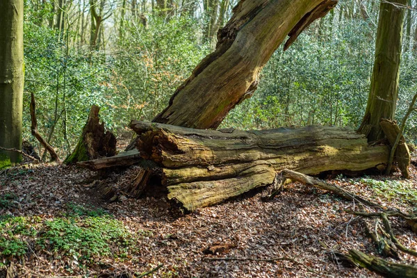Hude yakınlarındaki Kuzey Almanya'da doğal cennet Hasbruch