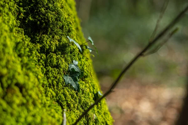 Naturalny Raj Hasbruch Północnych Niemczech Pobliżu Hude — Zdjęcie stockowe