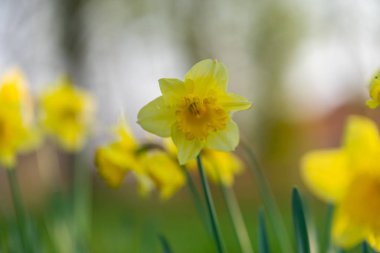 Doğaya odaklanÇiçekler, yapraklar ve saplar