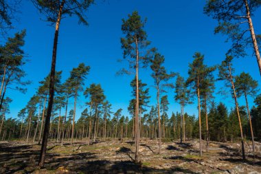doğanın harika bir görünüm yürüyüş yaparken
