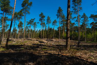 doğanın harika bir görünüm yürüyüş yaparken