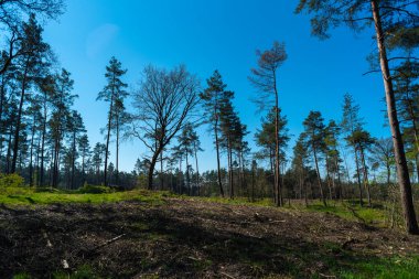 doğanın harika bir görünüm yürüyüş yaparken