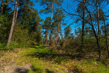 doğanın harika bir görünüm yürüyüş yaparken