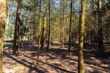 doğanın harika bir görünüm yürüyüş yaparken