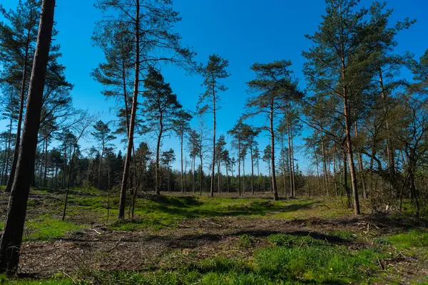 doğanın harika bir görünüm yürüyüş yaparken