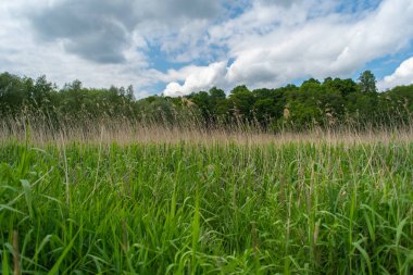 Nehir Lesum üzerinde Bremen Knoops Park üzerinden bir fotoğraf safari