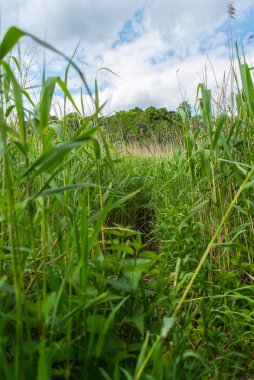 Nehir Lesum üzerinde Bremen Knoops Park üzerinden bir fotoğraf safari