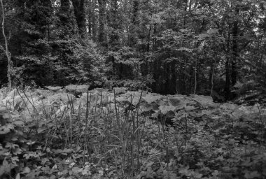 Geçmişe yolculuk. Lesum nehri üzerindeki Bremen'deki Knoops Parkı