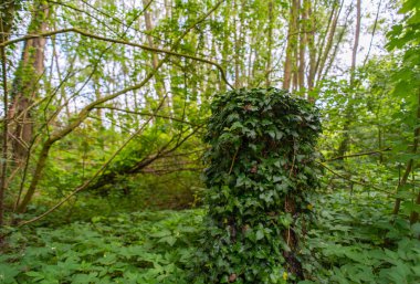 Nehir Lesum üzerinde Bremen Knoops Park üzerinden bir fotoğraf safari