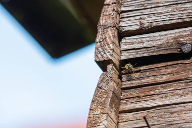 Eşek arıları eski ahşap panellerin arkasında yuvalarına uçarlar.