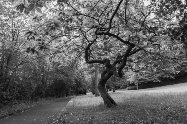 Uma Viagem Pelo Passado Knoops Park Bremen Rio Lesum — Fotografia de Stock