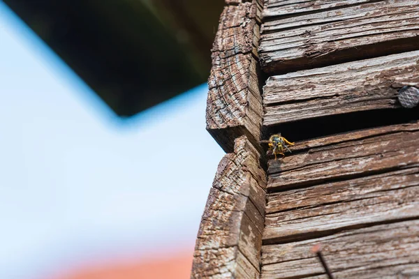 Σφήκες Πετούν Στη Φωλιά Τους Πίσω Από Παλιά Ξύλινα Πάνελ — Φωτογραφία Αρχείου