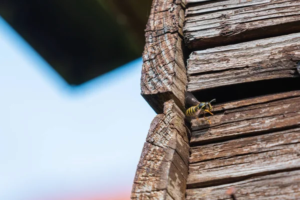 Eşek Arıları Eski Ahşap Panellerin Arkasında Yuvalarına Uçarlar — Stok fotoğraf
