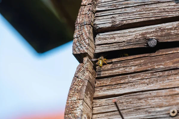 Les Guêpes Volent Dans Leur Nid Derrière Vieux Panneaux Bois — Photo