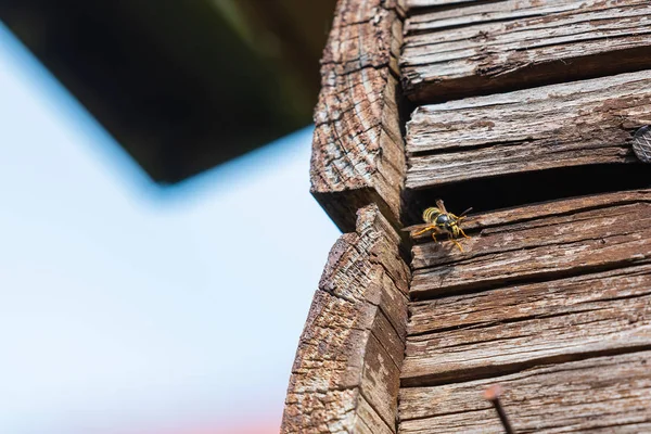 Eşek arıları eski ahşap panellerin arkasında yuvalarına uçarlar.