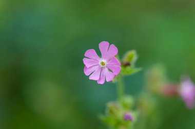 Doğaya odaklanÇiçekler, yapraklar ve saplar