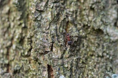 Odaklanmış motifler doğada bir yürüyüş sırasında bulunabilir