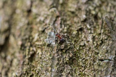 Odaklanmış motifler doğada bir yürüyüş sırasında bulunabilir