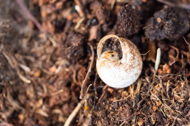 Odaklanmış motifler doğada bir yürüyüş sırasında bulunabilir