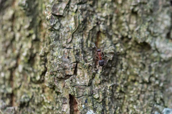 Focused Motifs Can Found Walk Nature — Stock Photo, Image