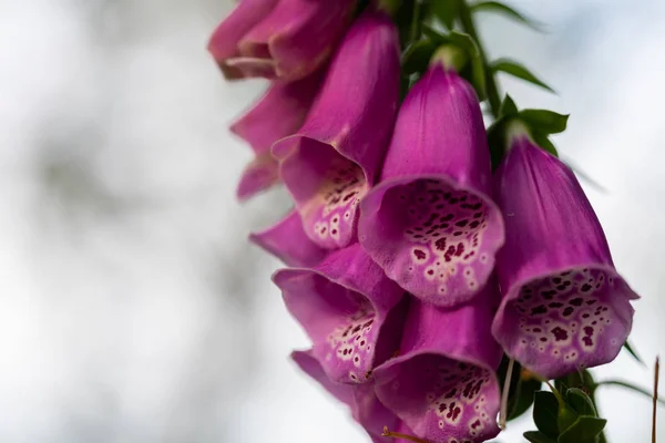 自然の花 茎に焦点を当てる — ストック写真