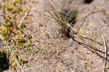 küçük şeyler çok büyük bir boyutta gösterilir