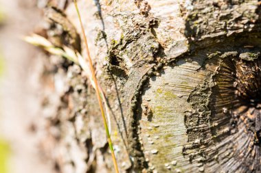 Odaklanmış motifler doğada bir yürüyüş sırasında bulunabilir