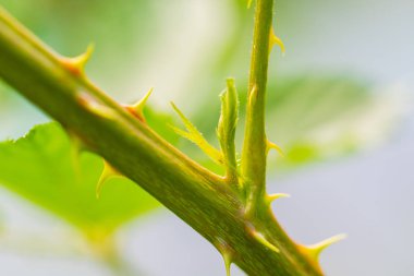 Doğaya odaklanÇiçekler, yapraklar ve saplar