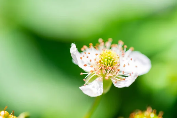 自然の花 茎に焦点を当てる — ストック写真