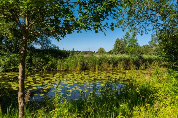 Água Encontra Sempre Seu Caminho Através Natureza — Fotografia de Stock