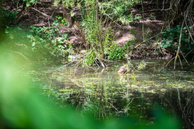bir muskrat küçük bir sığ nehirde yüzer