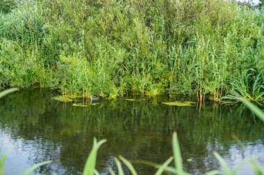 Su her zaman doğada yolunu bulur.