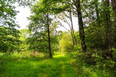 doğanın harika bir görünüm yürüyüş yaparken
