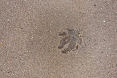 Kum sahilde köpek ayak izleri