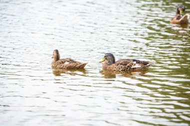 Ördek ailesi küçük bir gölette yüzüyor.