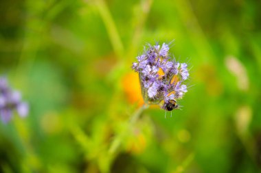 Güzel renklerle çiçeklere ve bitkilere odaklanın