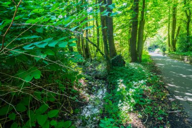 Ormana benzeyen bir park