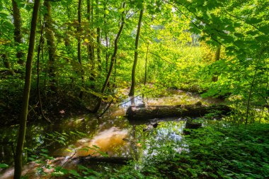 Ormana benzeyen bir park