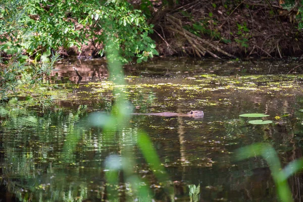 一只香鼠在一条小浅水河里游泳 — 图库照片