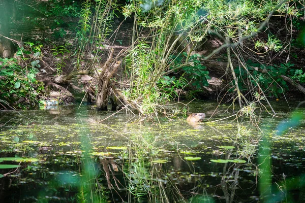 Egy Pézsmapocok Úszik Egy Kis Sekély Folyó — Stock Fotó