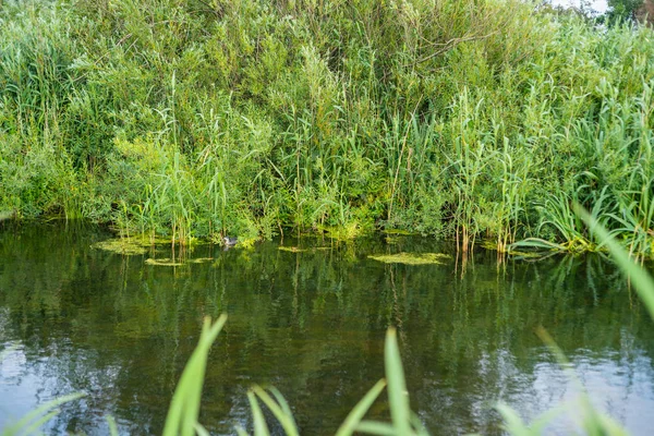 Víz Mindig Természeten Keresztül Jut Végig — Stock Fotó