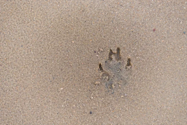 Empreintes Chien Sur Une Plage Sable — Photo