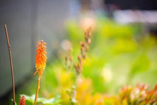 夏の明るい花と花 — ストック写真