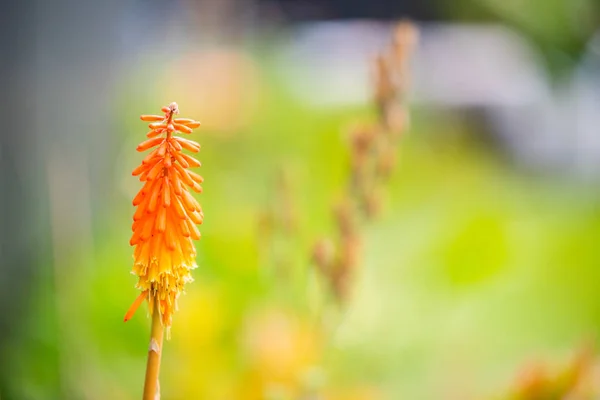 bright flowers and flowers in the summer