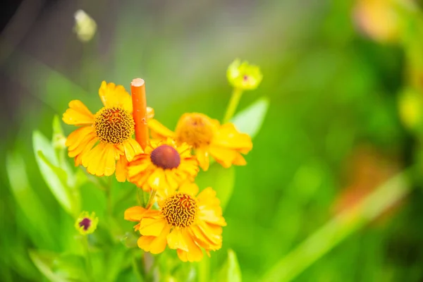 夏の明るい花と花 — ストック写真