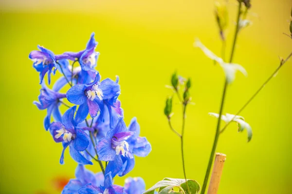 夏の明るい花と花 — ストック写真